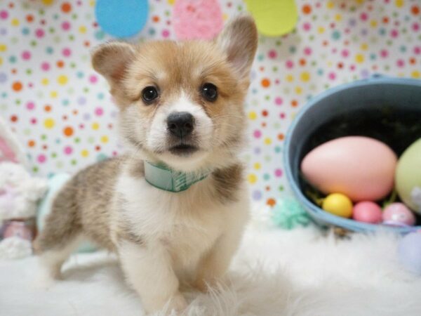 Pembroke Welsh Corgi DOG Female RED/WHITE 21199 Petland Racine, Wisconsin