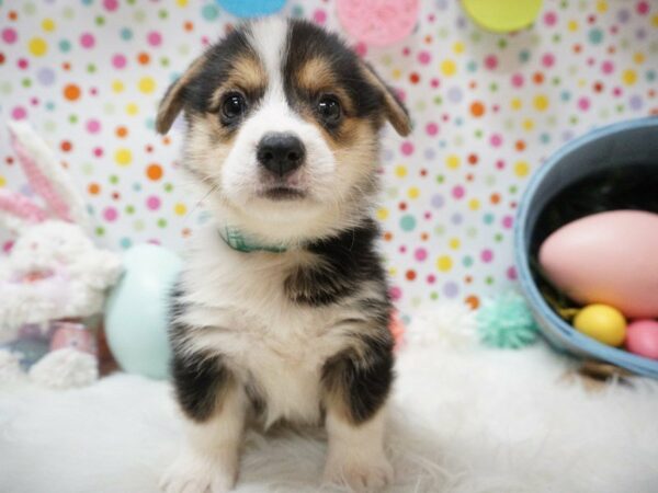 Pembroke Welsh Corgi DOG Female TRI 21198 Petland Racine, Wisconsin