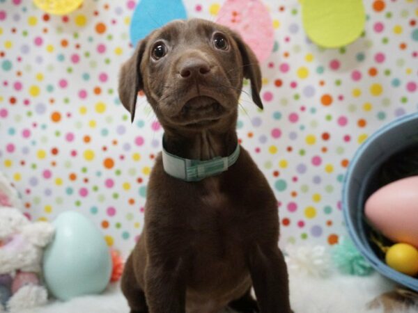 Labrador Retriever DOG Female CHOC 21203 Petland Racine, Wisconsin