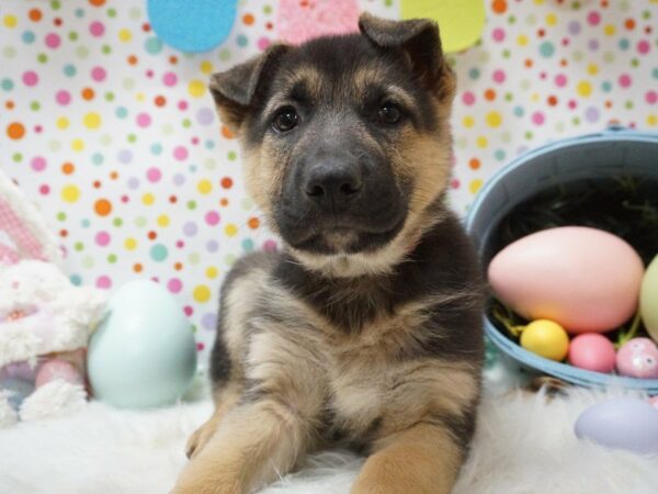 German Shepherd DOG Female BLK/TAN 21171 Petland Racine, Wisconsin