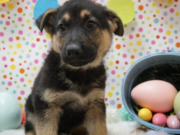 German Shepherd DOG Female BLK/TAN 21172 Petland Racine, Wisconsin