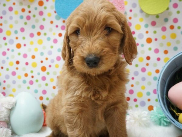 Goldendoodle DOG Male RED 21197 Petland Racine, Wisconsin