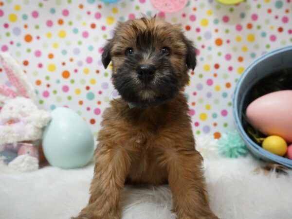 Soft Coated Wheaten Terrier-DOG-Male-WHEATEN-21201-Petland Racine, Wisconsin