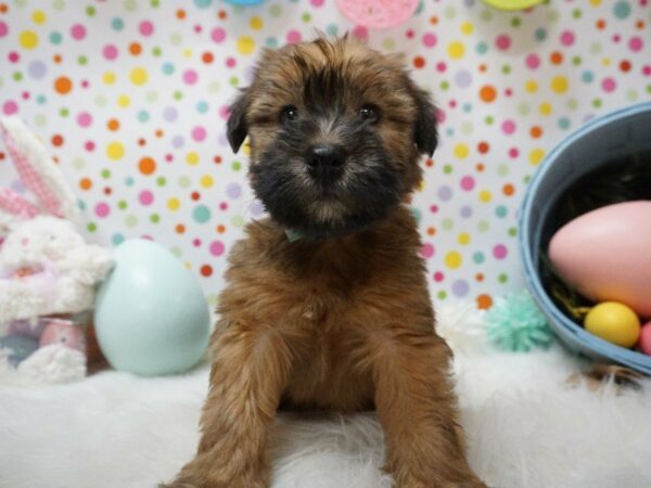 Soft Coated Wheaten Terrier DOG Male WHEATEN 21201 Petland Racine, Wisconsin