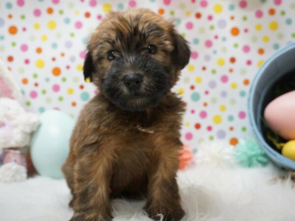 Soft Coated Wheaten Terrier DOG Male WHEATEN 21200 Petland Racine, Wisconsin