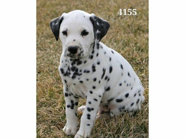 Dalmatian DOG Male Black / White 21233 Petland Racine, Wisconsin