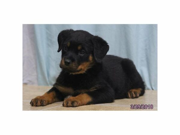 Rottweiler DOG Female Black / Tan 21223 Petland Racine, Wisconsin