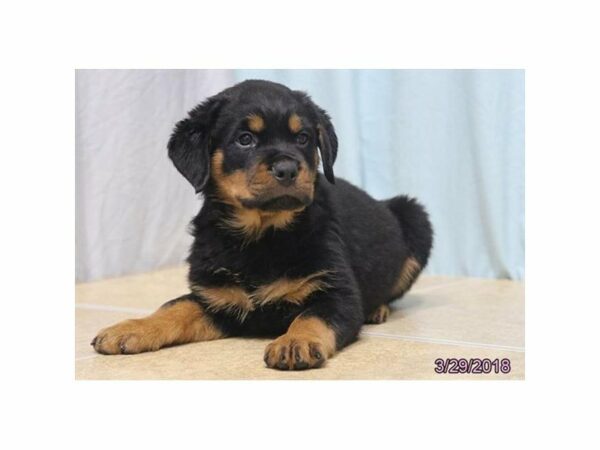 Rottweiler-DOG-Male-Black / Tan-21222-Petland Racine, Wisconsin