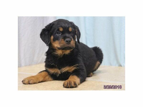 Rottweiler DOG Male Black / Tan 21222 Petland Racine, Wisconsin