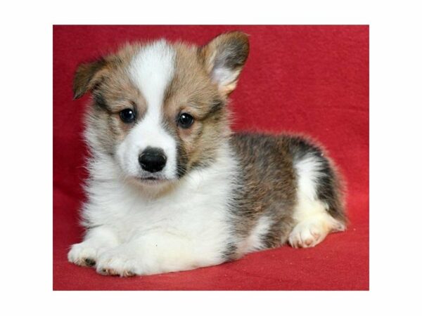 Pembroke Welsh Corgi DOG Male Tri-Colored 21229 Petland Racine, Wisconsin