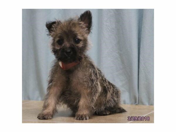 Cairn Terrier DOG Female Wheaten 21227 Petland Racine, Wisconsin