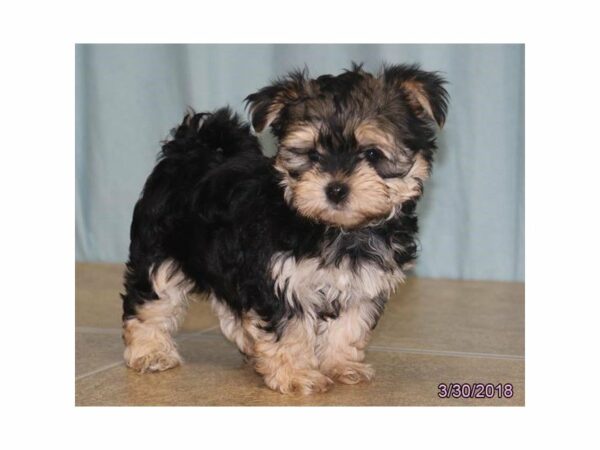 Yorkie/Maltese-DOG-Male-Black / Tan-21235-Petland Racine, Wisconsin