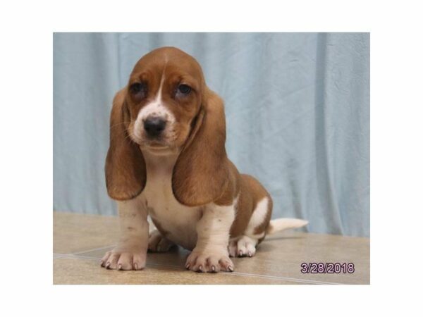 Basset Hound DOG Female Red / White 21228 Petland Racine, Wisconsin