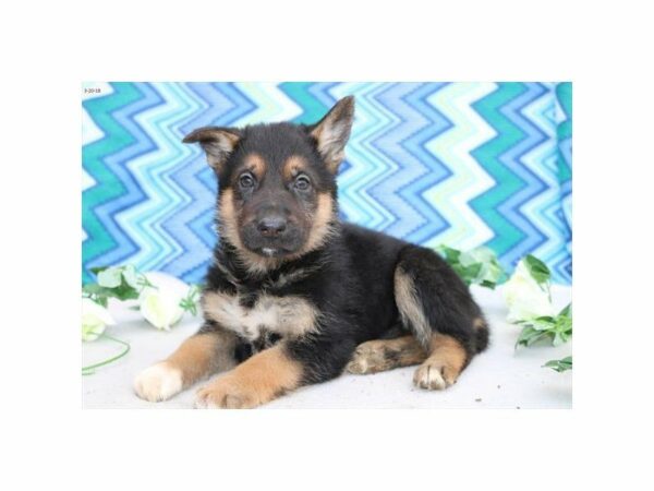 German Shepherd DOG Female blk & tn 21226 Petland Racine, Wisconsin