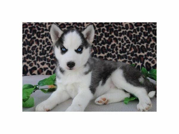 Siberian Husky DOG Female gr & wh 21224 Petland Racine, Wisconsin