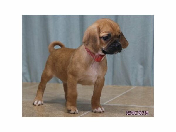 Puggle DOG Male Fawn 21237 Petland Racine, Wisconsin