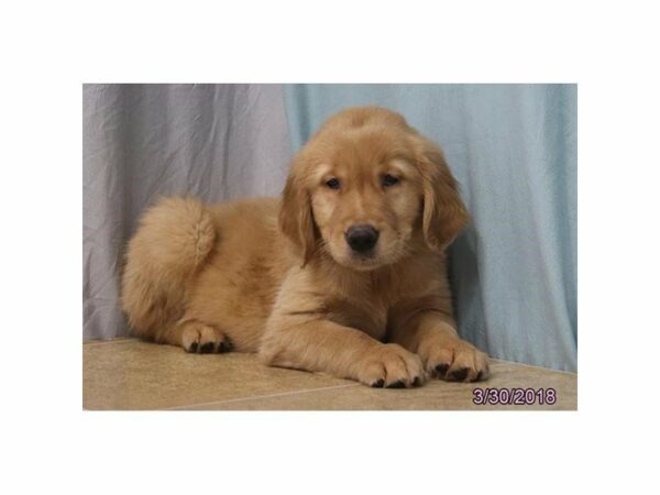 Golden Retriever DOG Female Golden 21231 Petland Racine, Wisconsin