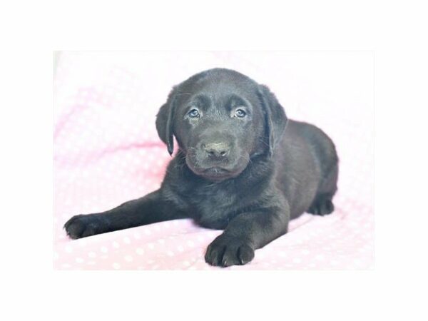 Labrador Retriever DOG Female Black 21221 Petland Racine, Wisconsin