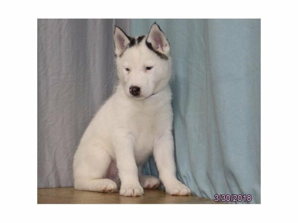 Siberian Husky DOG Male White / Black 21219 Petland Racine, Wisconsin