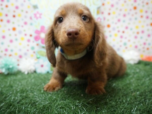 Dachshund DOG Male BLUE/TAN 21244 Petland Racine, Wisconsin