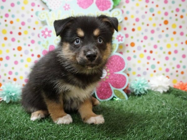 Mini Aussie/Siberian Husky DOG Male BLK/WH 21241 Petland Racine, Wisconsin