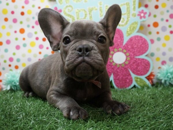 French Bulldog DOG Male BLUE 21247 Petland Racine, Wisconsin