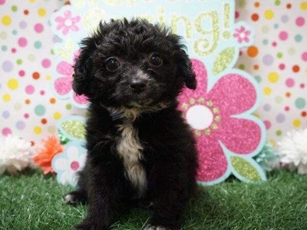 Cockapoo DOG Female BLK/WH 21240 Petland Racine, Wisconsin