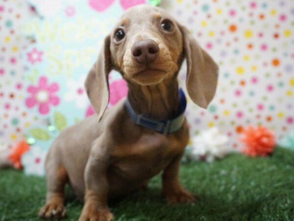 Dachshund DOG Male CHOC DAPPLE 21245 Petland Racine, Wisconsin