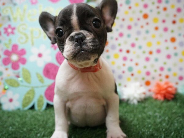 French Bulldog DOG Female BLK/WH 21246 Petland Racine, Wisconsin