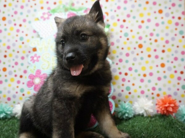 Norwegian Elkhound DOG Female Silver Gray / Black 21230 Petland Racine, Wisconsin