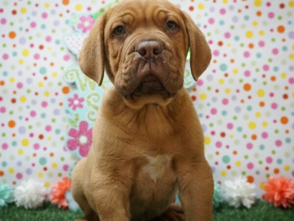 Dogue De Bordeaux-DOG-Male-RED-21243-Petland Racine, Wisconsin