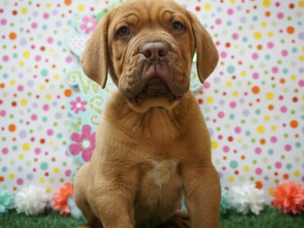 Dogue de Bordeaux DOG Male RED 21243 Petland Racine, Wisconsin