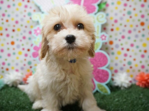 Cavachon-DOG-Male-BLEN-21238-Petland Racine, Wisconsin