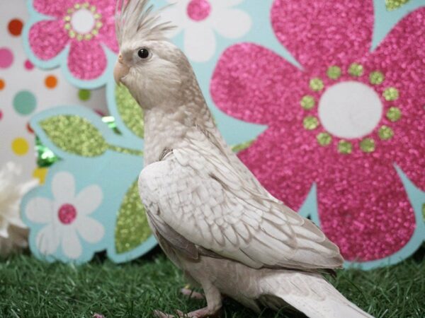 Cockatiel BIRD Male 21165 Petland Racine, Wisconsin