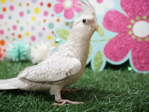 Cockatiel-BIRD-Male--21132-Petland Racine, Wisconsin