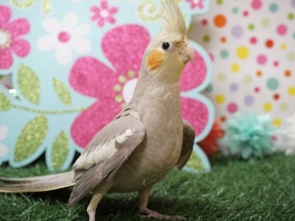 Cockatiel-BIRD-Male--21133-Petland Racine, Wisconsin