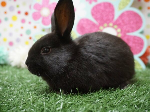 Havana RABBIT Male Black 21207 Petland Racine, Wisconsin