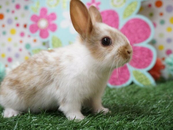 Satish-RABBIT-Male-Broken Brown-21212-Petland Racine, Wisconsin