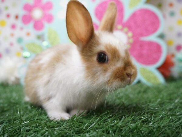 Satish-RABBIT-Female-Broken Brown-21211-Petland Racine, Wisconsin