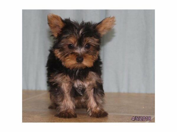 Yorkshire Terrier DOG Male Black / Tan 21253 Petland Racine, Wisconsin