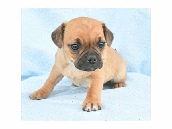 Puggle DOG Male Fawn 21248 Petland Racine, Wisconsin