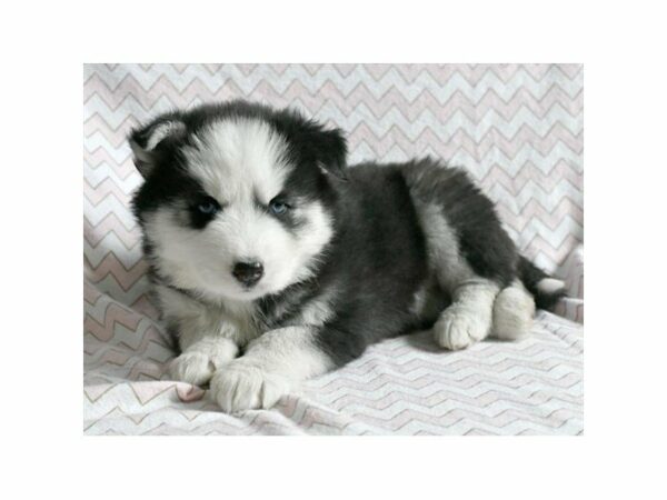 Siberian Husky DOG Female Black / White 21256 Petland Racine, Wisconsin