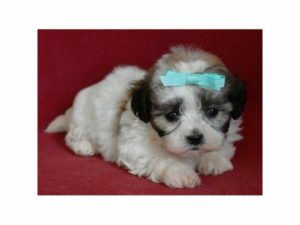 Teddy Bear-DOG-Male-White / Gold-21249-Petland Racine, Wisconsin