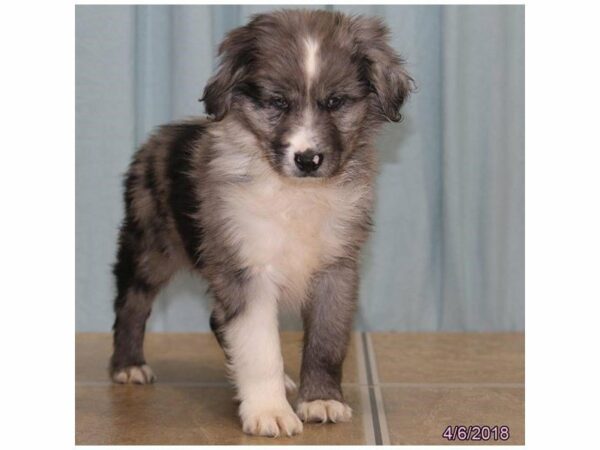 Toy Australian Shepherd DOG Male Blue Merle 21255 Petland Racine, Wisconsin