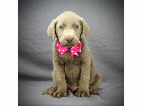 Labrador Retriever DOG Female Silver 21268 Petland Racine, Wisconsin