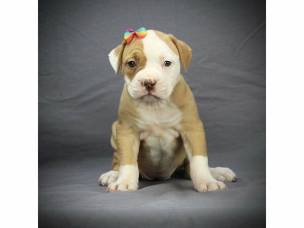 American Bulldog DOG Female Fawn / White 21267 Petland Racine, Wisconsin