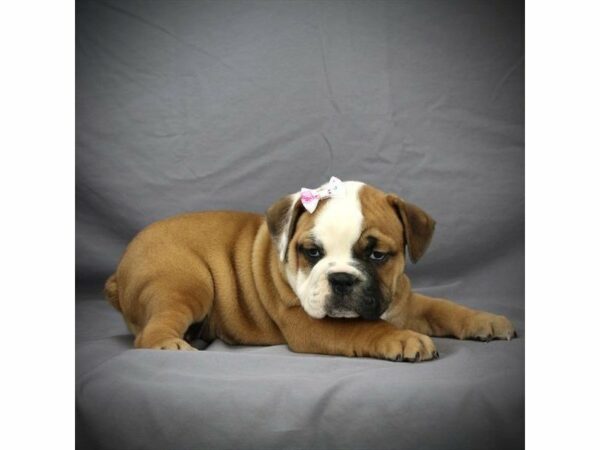 Victorian Bulldog DOG Female Red / White 21266 Petland Racine, Wisconsin