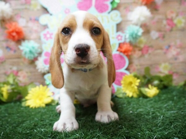 Beagle DOG Male LEM/WH 21260 Petland Racine, Wisconsin