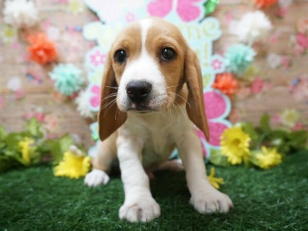 Beagle DOG Male LEM/WH 21259 Petland Racine, Wisconsin