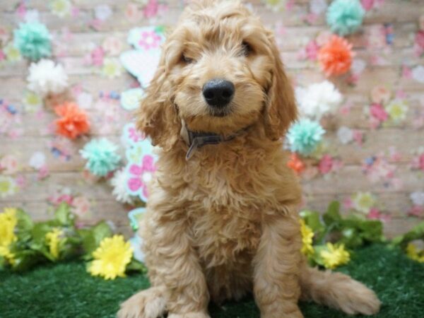 Goldendoodle 2nd Gen DOG Male APCT 21265 Petland Racine, Wisconsin